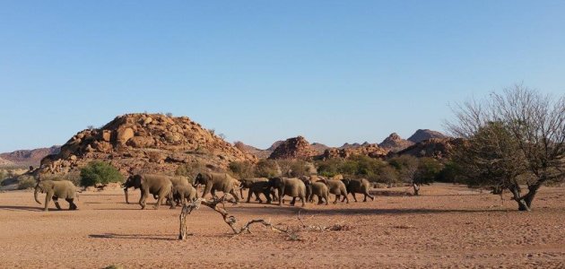 Woestijn olifanten