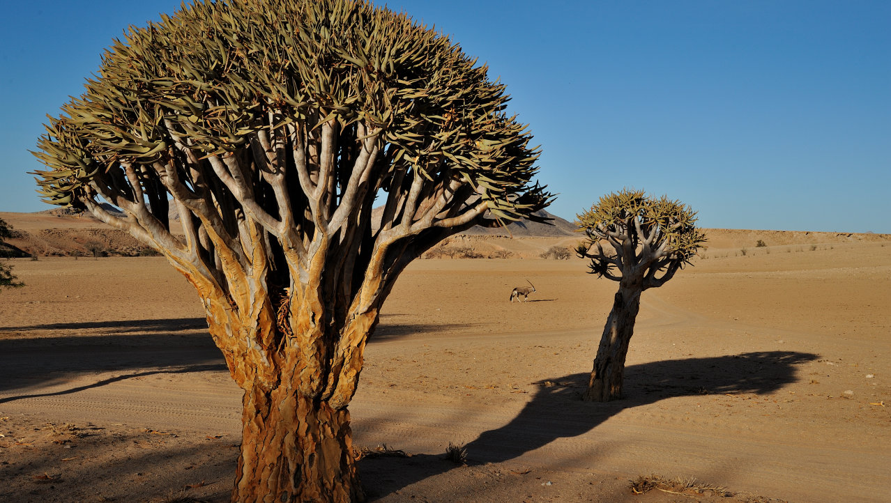 Kokerboom ( Quivertree ) met eenzame Oryx in  Zuid Namibië