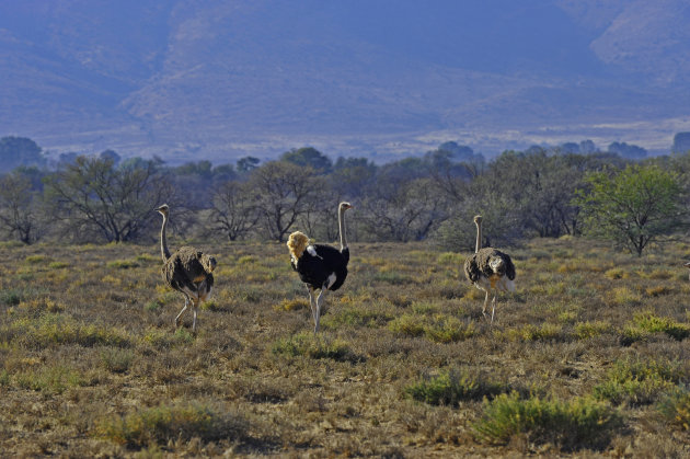 Struisvogels in Royal Natal NP, Drakensbergen, Zuid Afrika