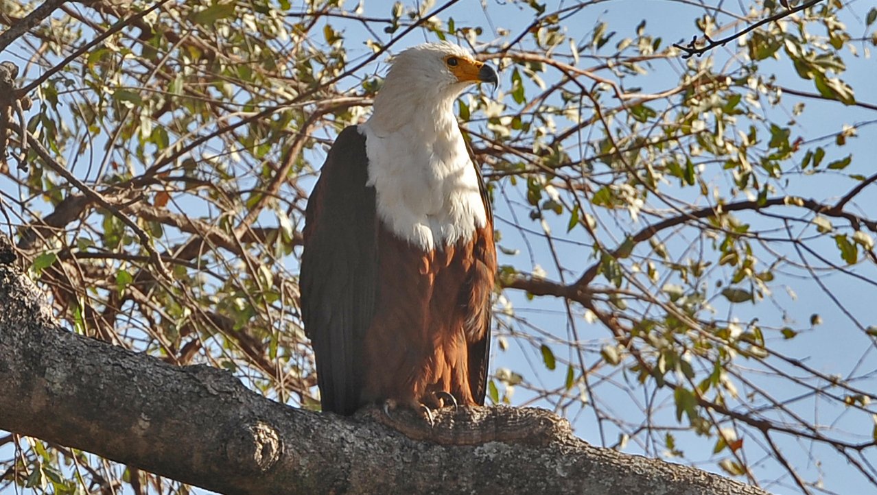 African Fish Eagle -Liwonde NP Malawi