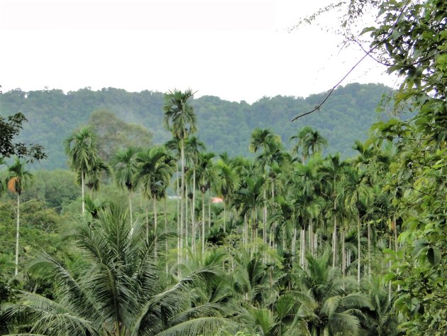 Hoge palmbomen in dal.
