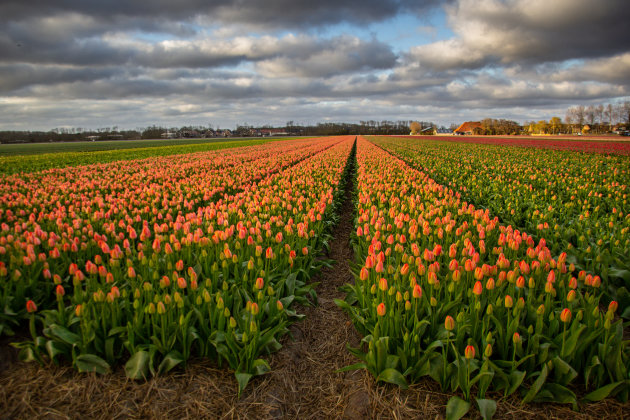 Tulpen en boerderijen