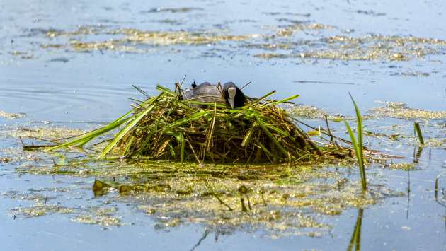 Meerkoet op nest