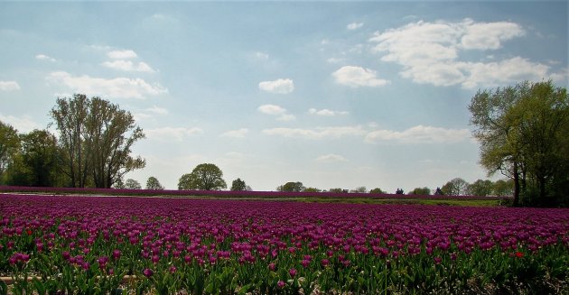 Tulpen in Overijssel