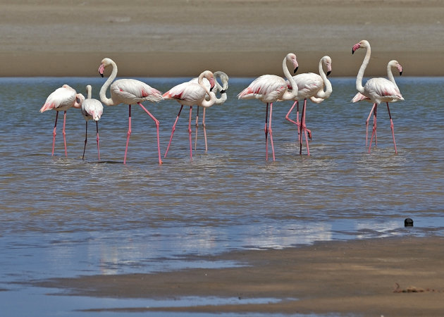 Flamingo's op strand bij Oued Chebika