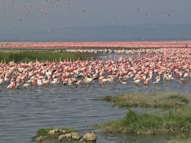 Flamingo's , Lake Nakuru, Kenia