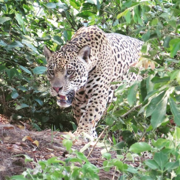 Jaguar in zijn natuurlijke element