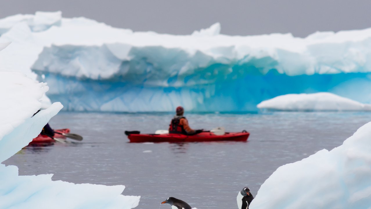Kayakken met de pinguins