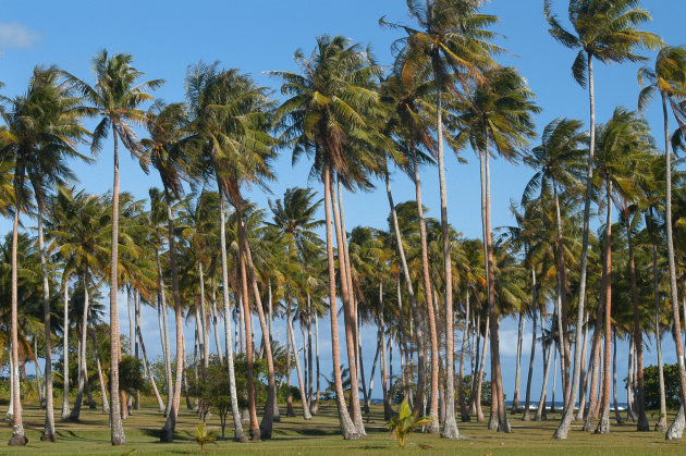palmbomen op huahine