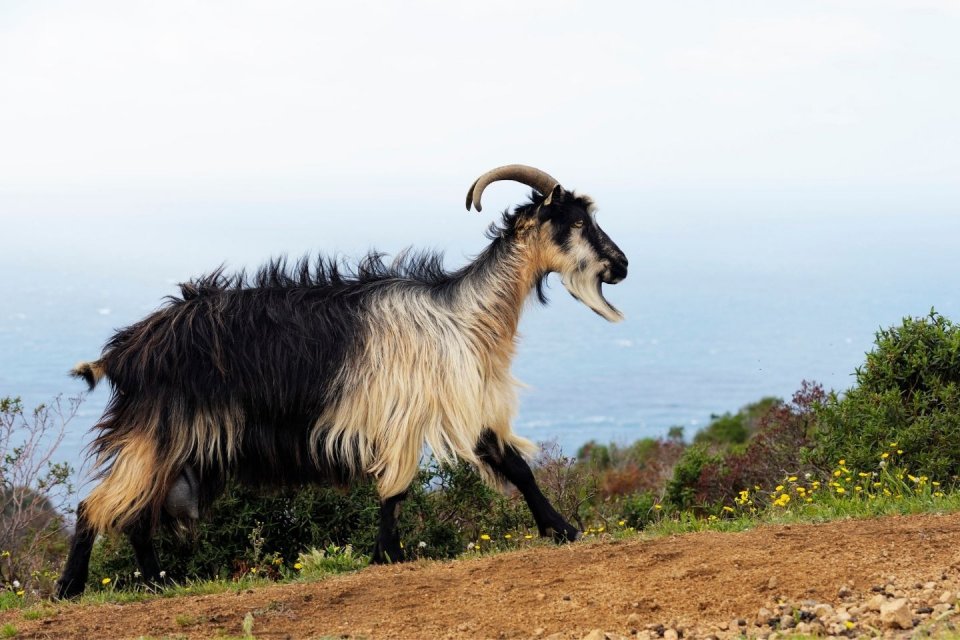 Wandeltochten Corsica - Getty Images