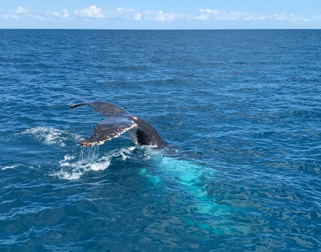 Walvissen bij Fraser Island