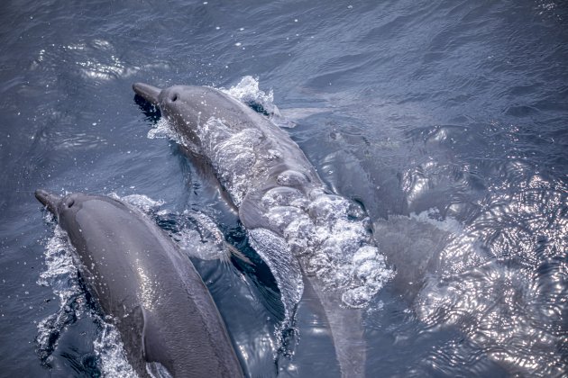 Dolfijnen bij Mirissa