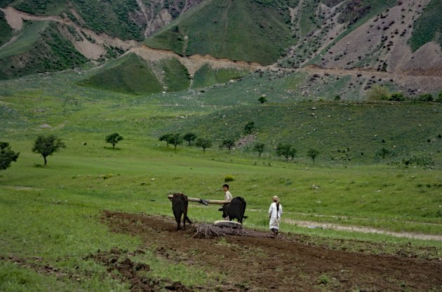 Kinderen aan het werk op het land,  Panj  vallei Tadzjikistan