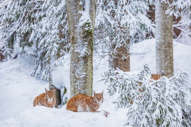 Lynxen in het besneeuwde Bayerische woud