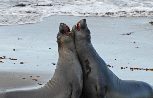 Elephant Seals Californië