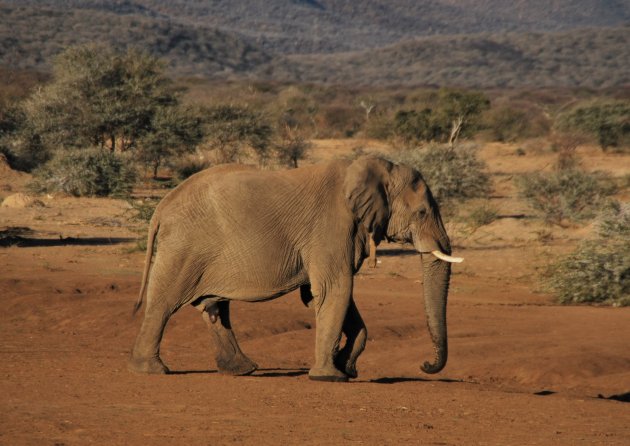 Oude solitaire olifant