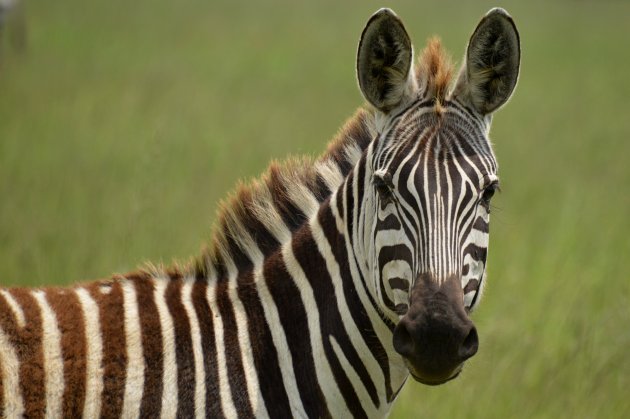 De mooie strepen van een zebra.