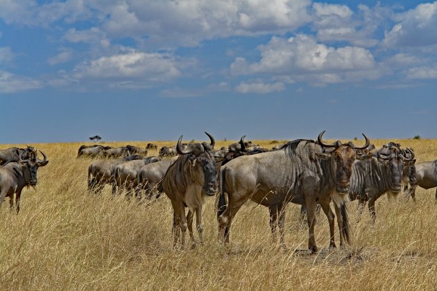 Wildebeesten Masai Mara Kenia