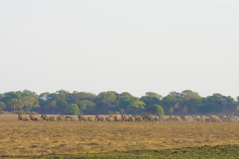 Het ideale sceanario is dat een olifant straks ongehinderd van Botswana naar Zambia kan lopen en weer terug. Foto: Christiaan van der Hoeven
