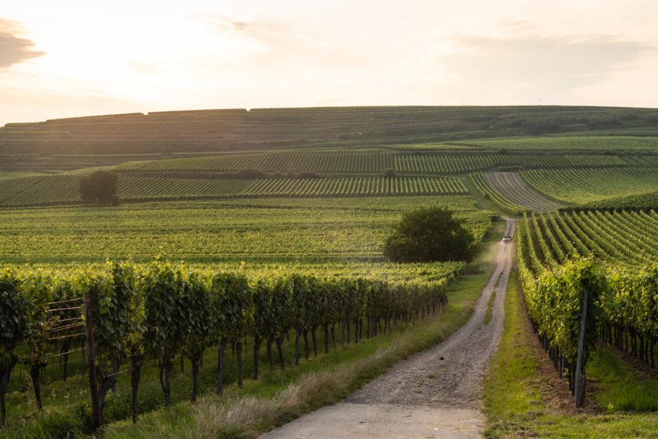 Tussen de terug-in-de-tijd wijndorpen Kiechlinsbergen en Oberbergen ligt een van de mooiste wijnwegen van het land: de Texaspass. Vanaf de hooggelegen parkeerplaats kijk je uit op eindeloze wijnranken met spätburgunder (pinot noir), grauburgunder (pinot gris) en Müller-Thurgaustokken. Foto: Thijs van den Burg 