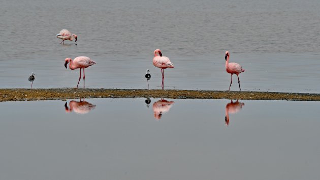 Flamingo's lagune Walvisbaai