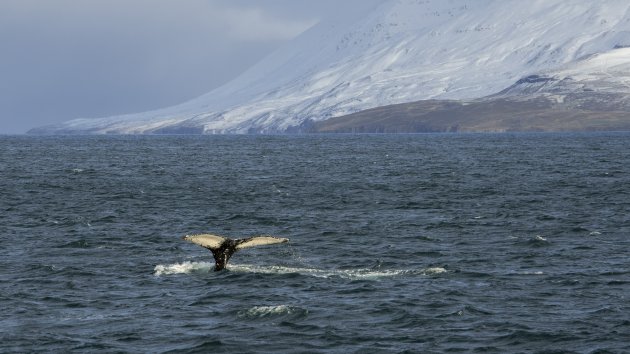 Walvissen in IJsland