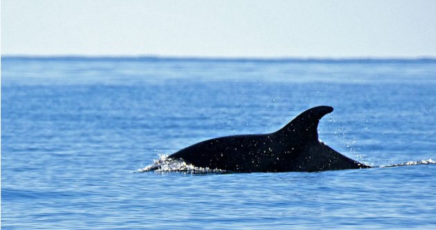 Dolfijn gespot voor de kust van Praia da Rocha