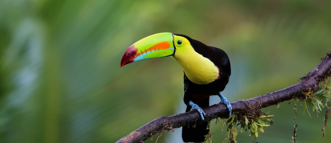 Deel jouw reisplannen voor 2022 en win een droomreis naar Costa Rica! image