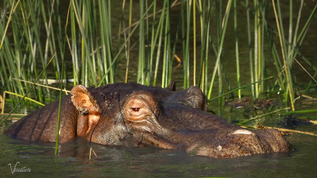 Hippo in de moerassen van iSimalangiso Wetland Park