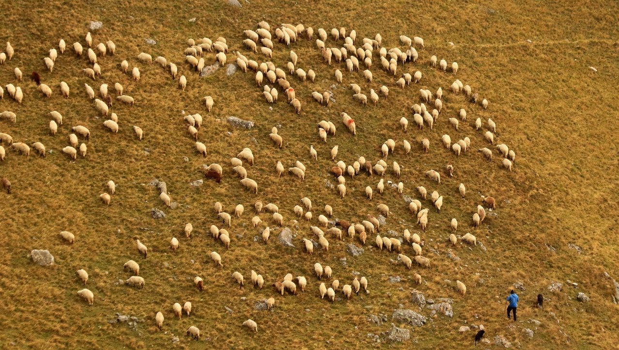 Steil voor de herder