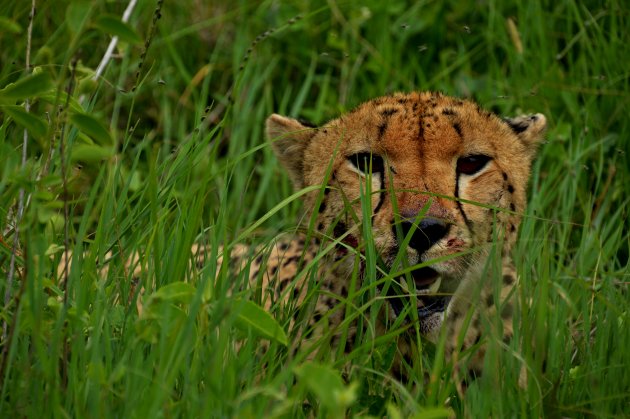 Verstoppertje spelen op de Serengeti