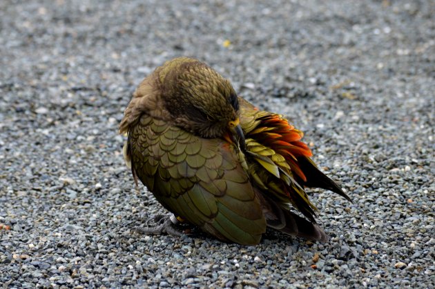 De meest brutale vogel van Nieuw-Zeeland