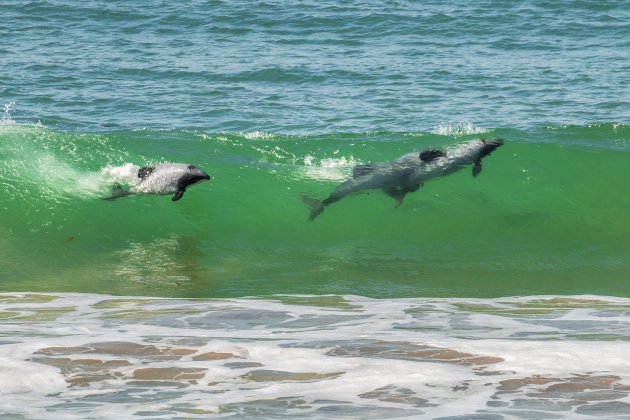 Zwemmen met wilde dolfijnen