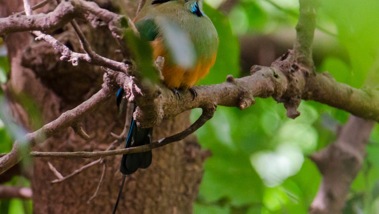 Nationale vogel van El Salvador