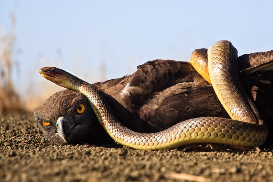 Roofvogel versus slang, Soedan door Thijs Kupers
