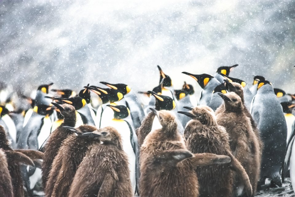 Koningspinguïns en hun jongen in South Georgia, Antarctica door Mikki Kuijpers