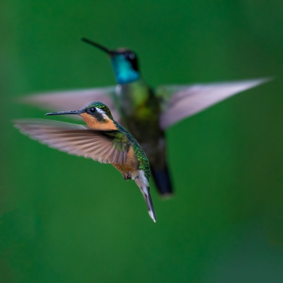 Kolibries in Costa Rica door Eric Portzgen