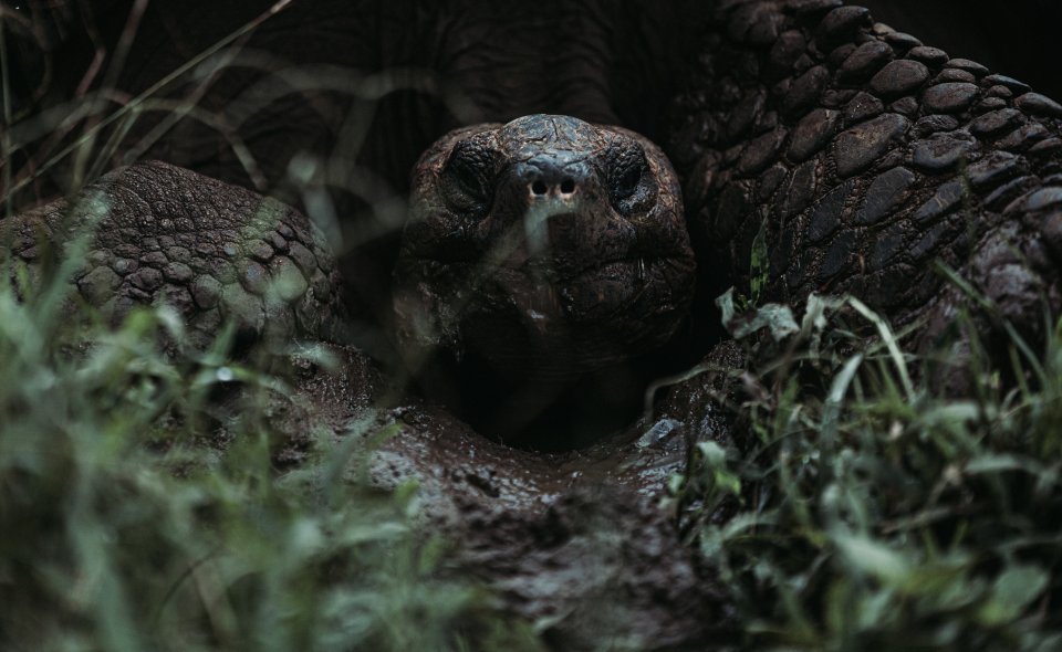 Reuzenschildpad op de Galapagoseilanden  door Dennis van Wijk