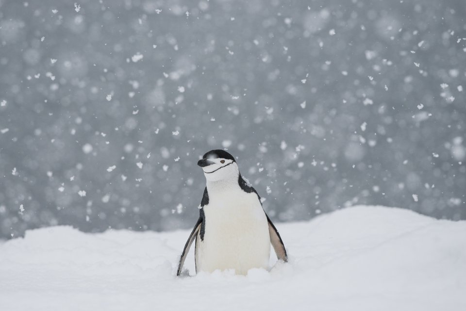Kinband-pinguïn op Antarctica door Esther van der Stappen