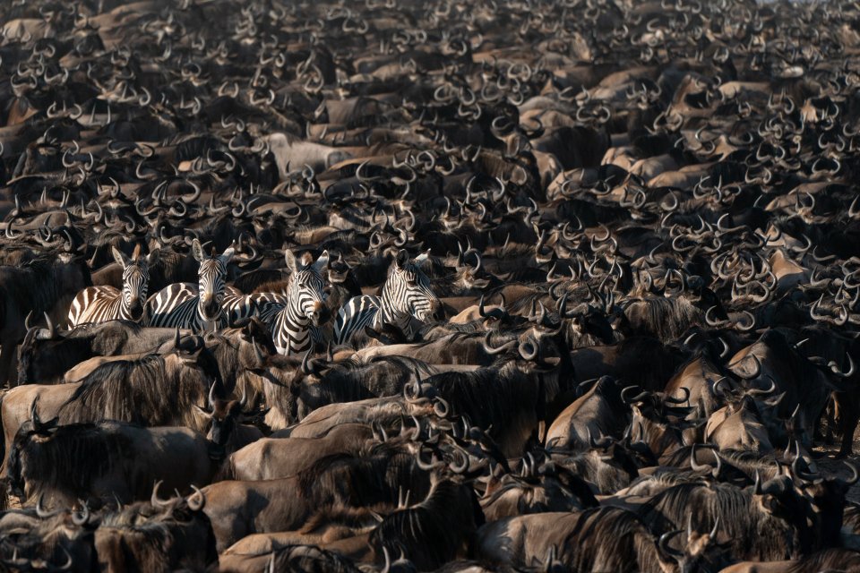 The great migration in Tanzania door Ingrid Sanders