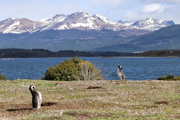 Magelhaenpinguïns op Isla Martillo