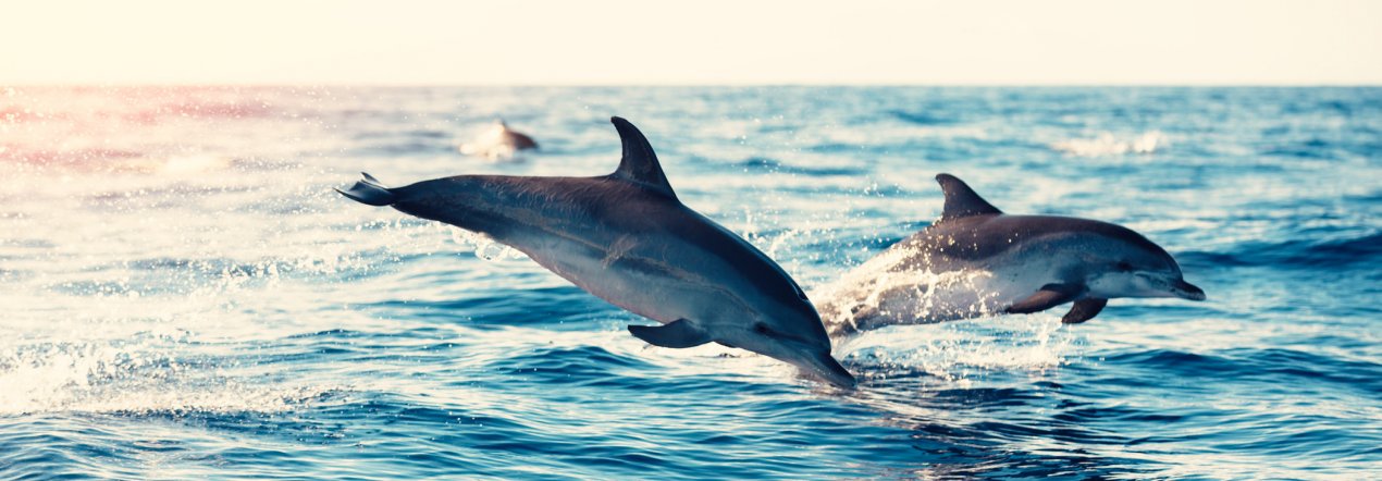 Ga dolfijnen spotten op Bonaire - tip foto