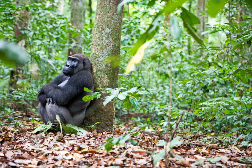 Gorilla in Oeganda. Foto Manon van der Zwaal