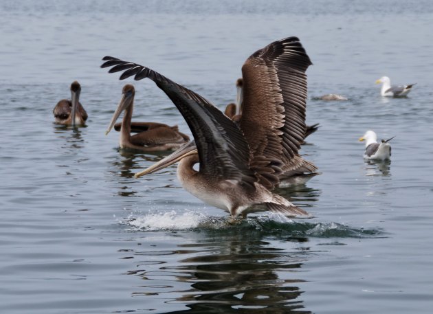 Pelikanen in de haven van Crescent City