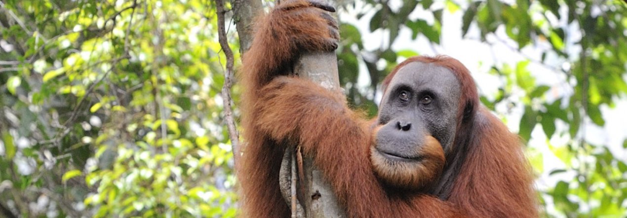 Trek meerdere dagen door de jungle van Sumatra - tip foto