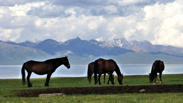 Paarden bij Son Kul meer