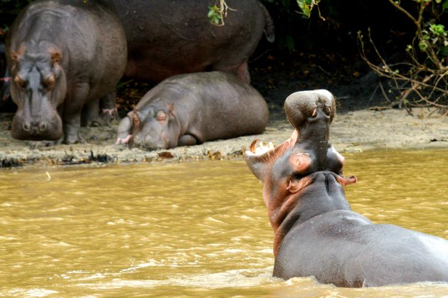 De hippos van St. Lucia