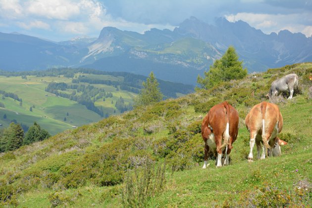 Koeienbillen in de Dolomieten