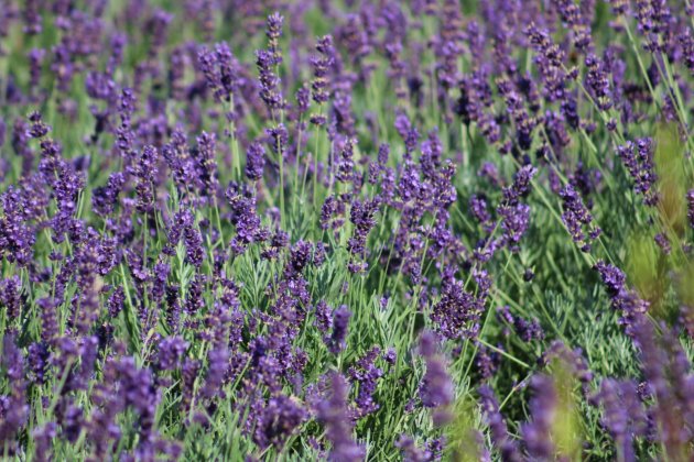 Lavendel in the wild :)