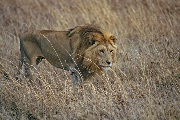 Eenzame leeuw in het Serengeti NP